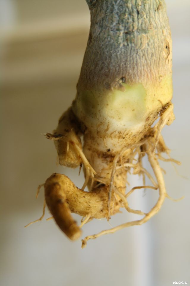adenium